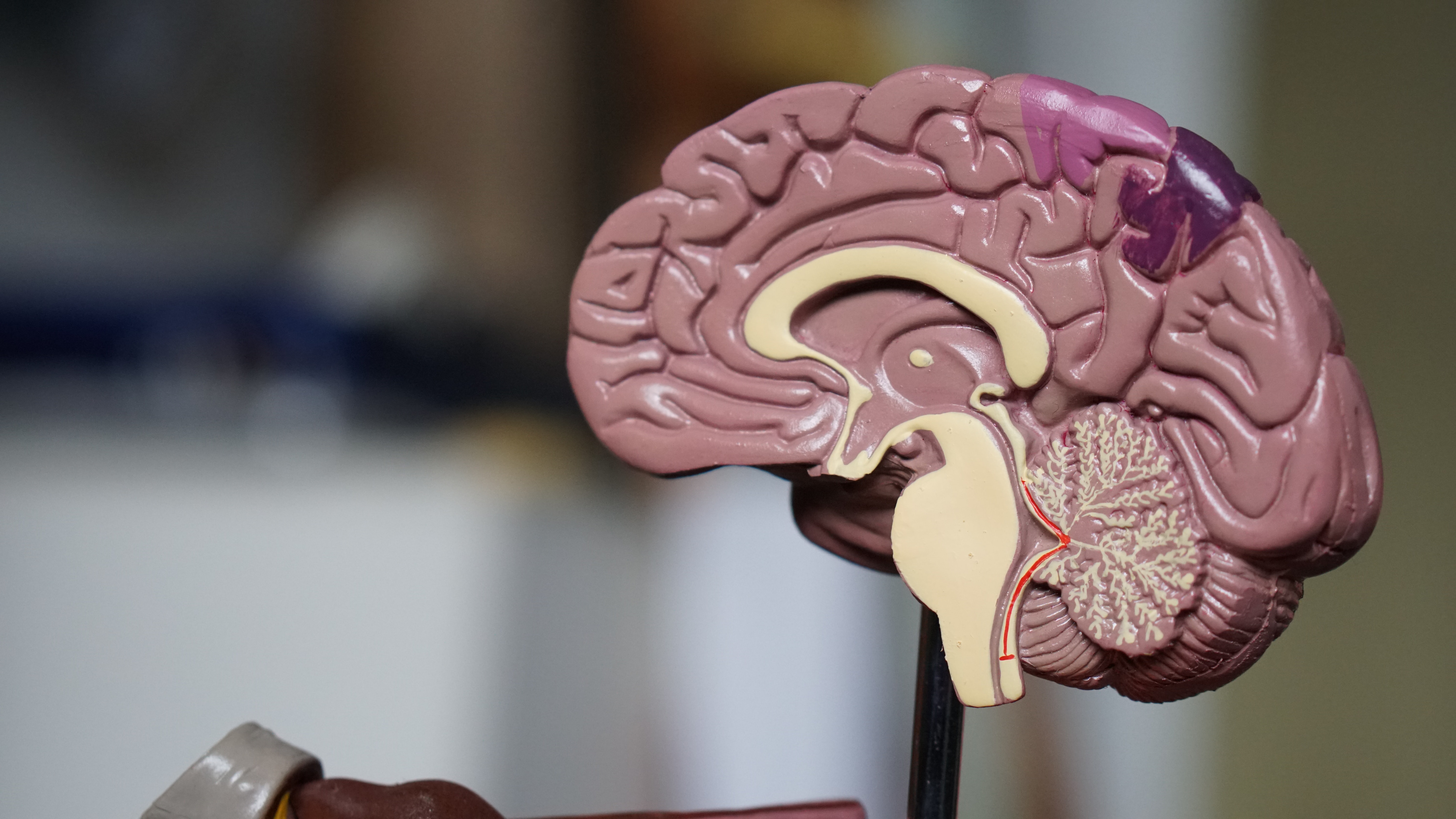 plastic model of cross section of brain