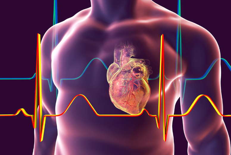 Digital Illustration of anatomical heart in chest 